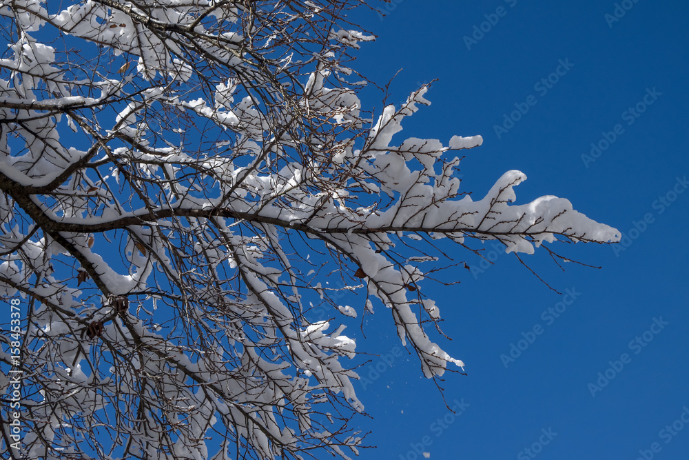Snow covered branches of a tree