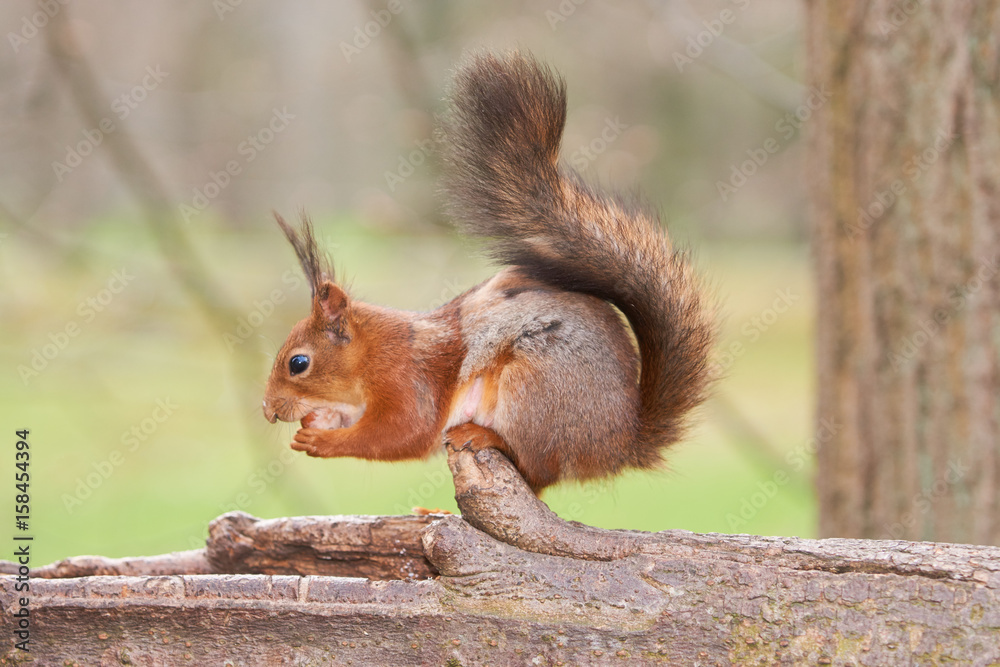 Obraz premium Red squirrel hold a nut and eats it sitting on a trunk of a tree