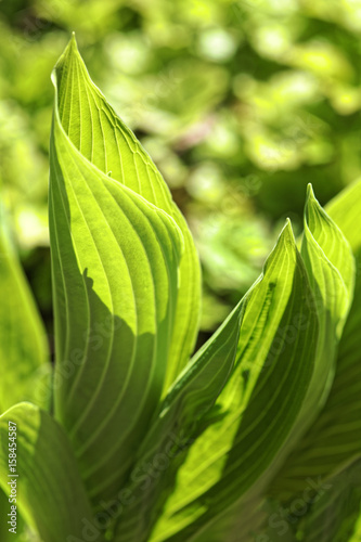Background of greenery leaf close-up. Selective focus and shallow depth of field.