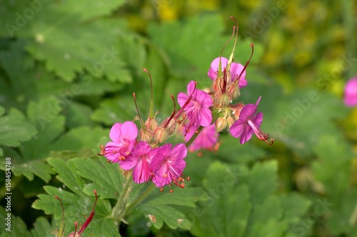 Blüten des Balkan-Storchschnabels im Mai - Geranium macrorrhizum photo