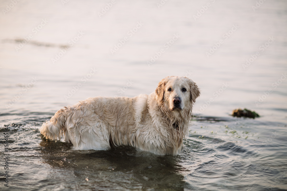 Happy girl with her dog golden retriever playing in the park. Cute little girl hugging a gold retriever, smiling. Child with dogs. Puppies and children's outdoor.