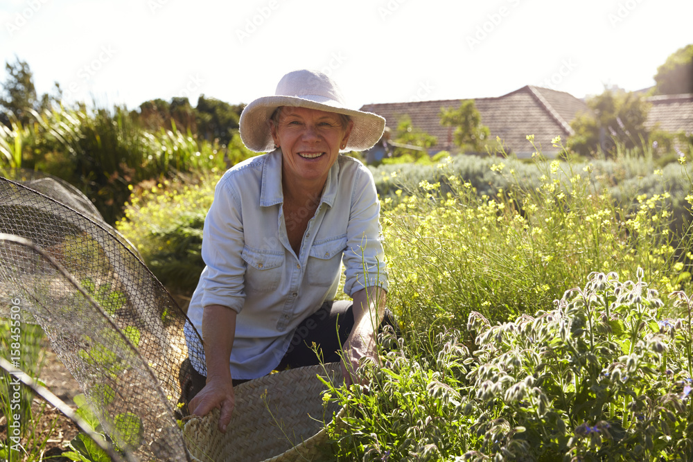 Portrait Of Mature Woman Working On Community Allotment Portrait Of Mature Woman Working On Community Allotment