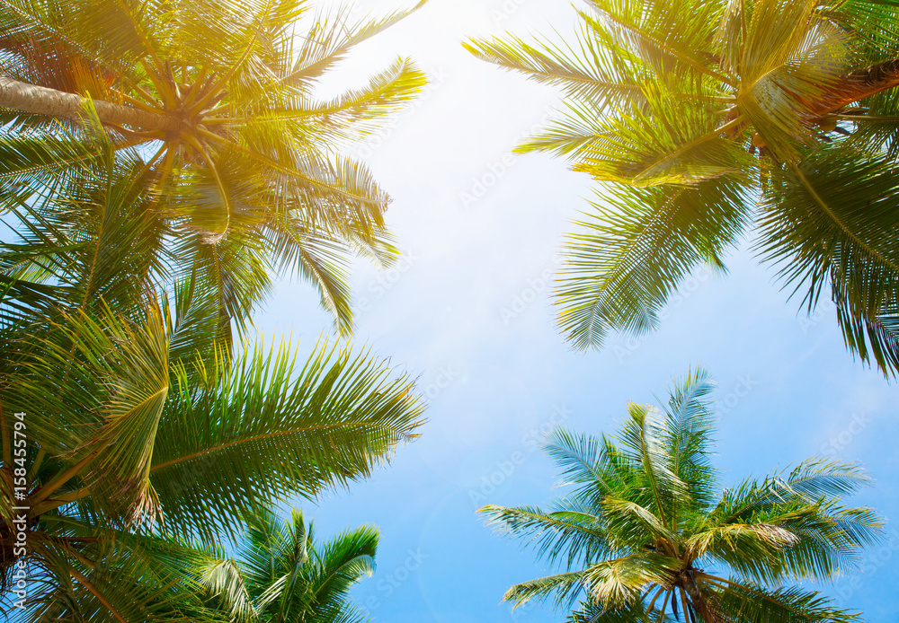 Coconut tree on the sky background