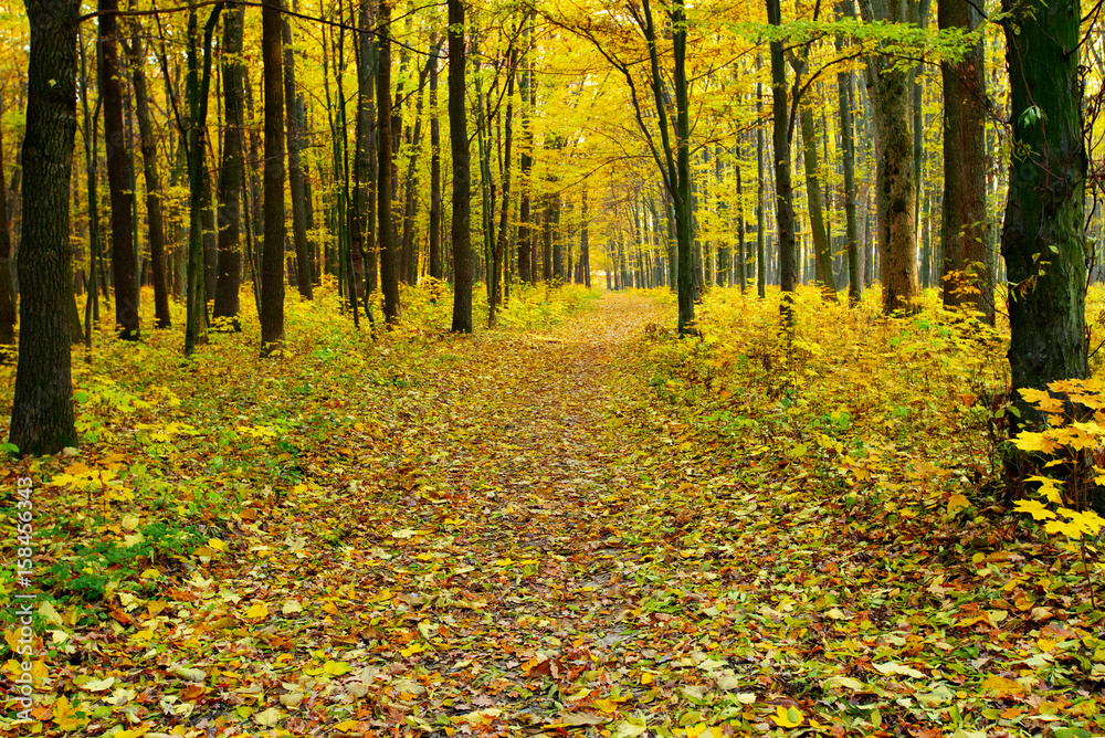 Obraz premium Golden autumnal forest with sunbeams