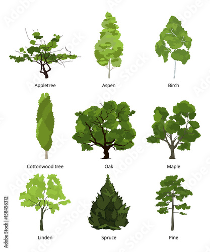 Vector set of green garden trees. Nature illustrations isolate on white photo