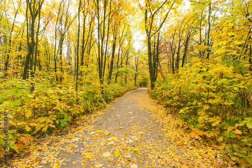 Red and colorful autumn colors in the forest