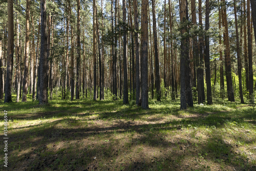 Obraz premium At the edge of a pine forest