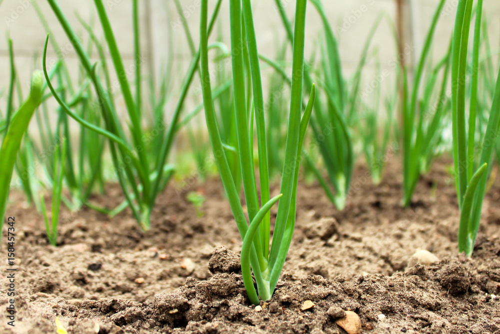 Green onions in vegetable garden in summer