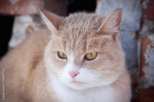 Street cat sitting © photolink