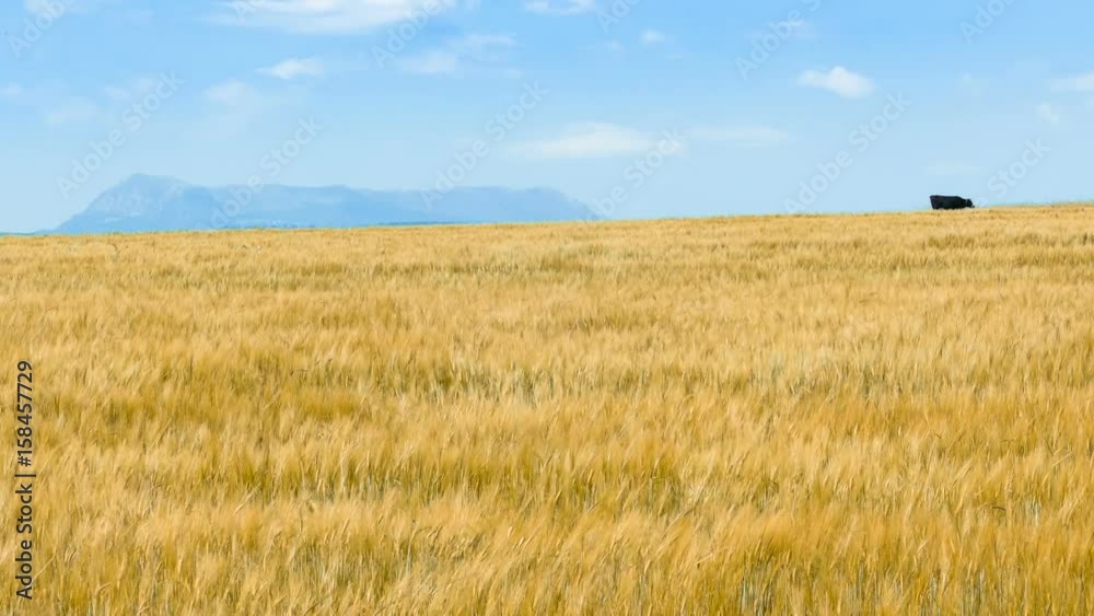 Ripe wheat field / Lonely cow graze in pastures Ripe wheat field / Lonely cow graze in pastures