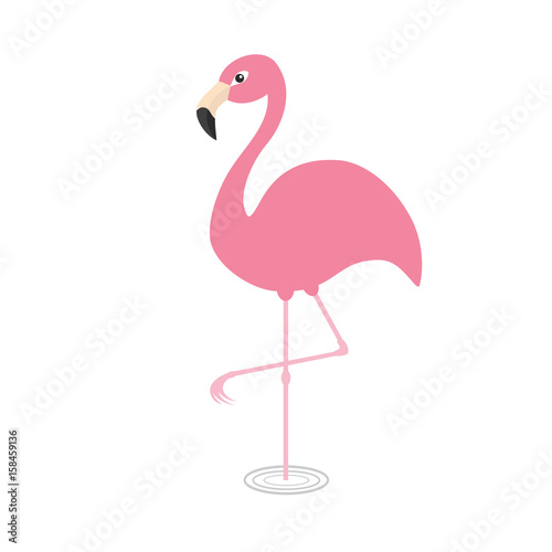 Pink flamingo standing on one leg. Circles on the water. Exotic tropical bird. Zoo animal collection. Cute cartoon character. Decoration element. Flat design. White background. Isolated.