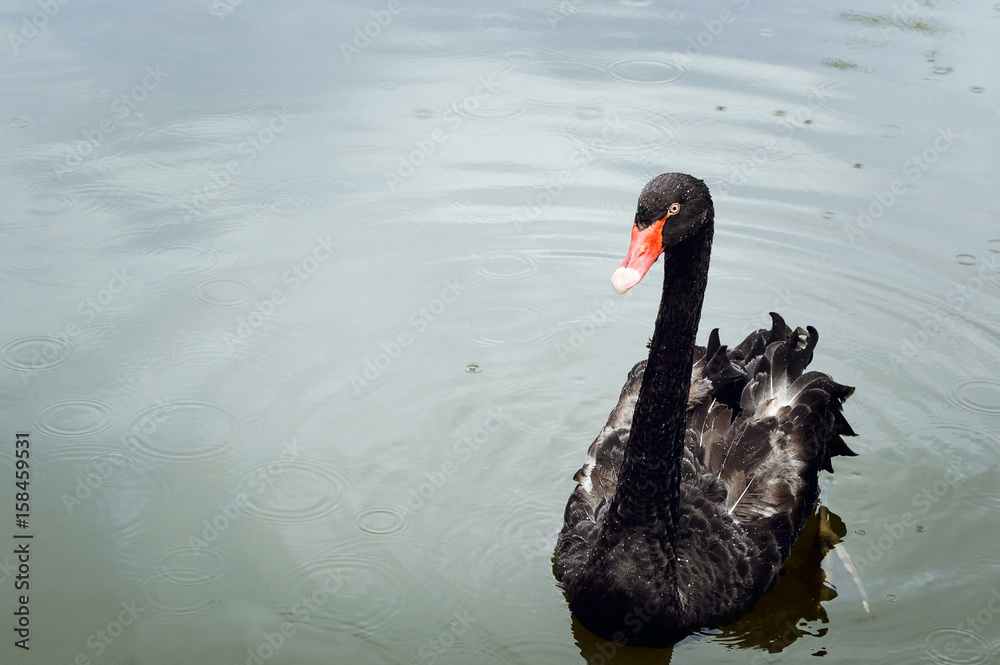 Naklejka premium One beautiful black Swan floating on the pond surface under rain, copyspace for text.