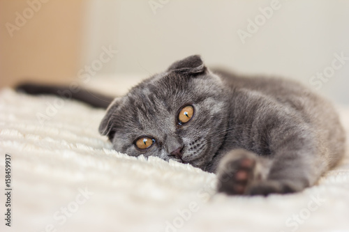 grey cat lie on the bed photo