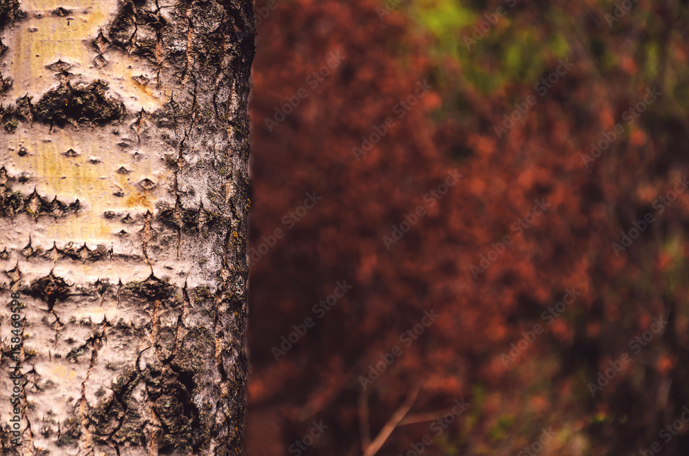 Blurred background of tree trunk, copy space, lens blur. Blurred background of tree trunk, copy space, lens blur.