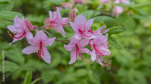 Blooming beautiful pink rhododendrons in the garden. Macro.