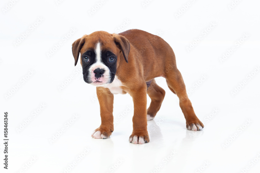 Adorable boxer puppy