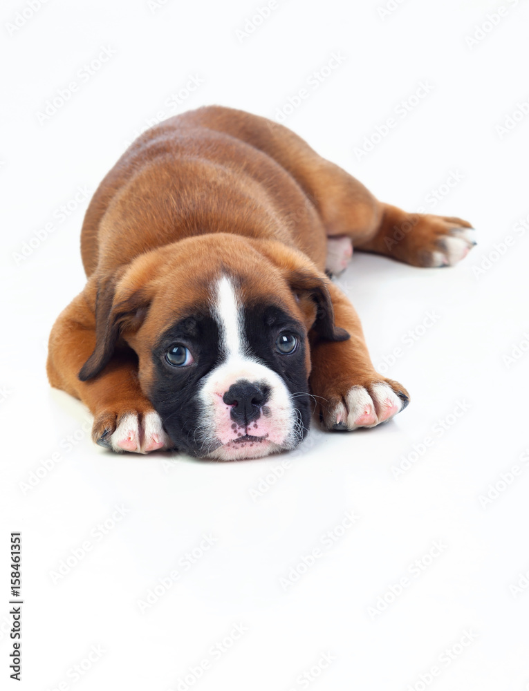 Adorable puppy lying on the floor