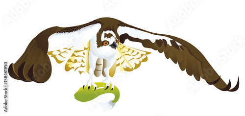 Balbuzard s'envolant avec un poisson