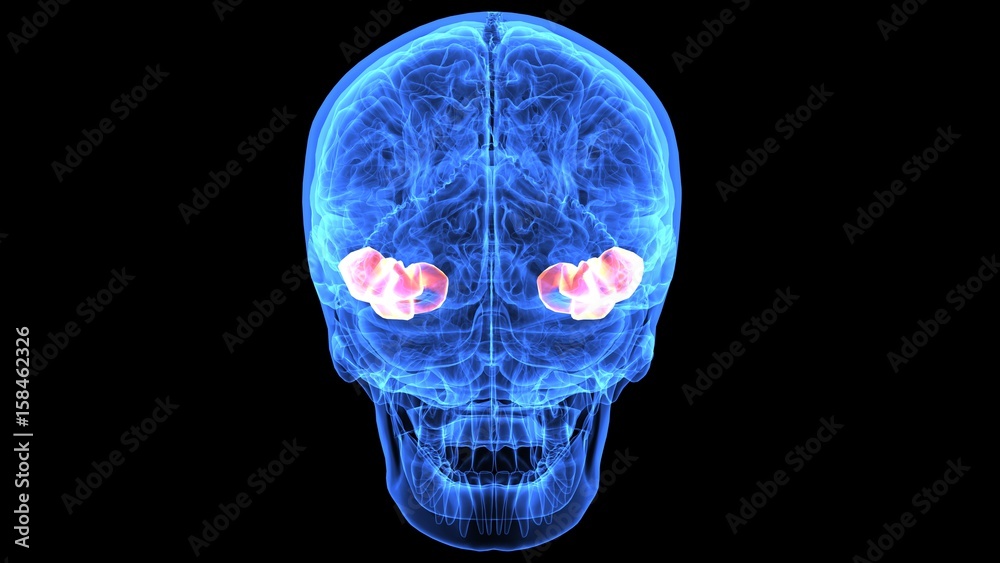 3d illustration of human body brain anatomy parts 3d illustration of human body brain anatomy parts