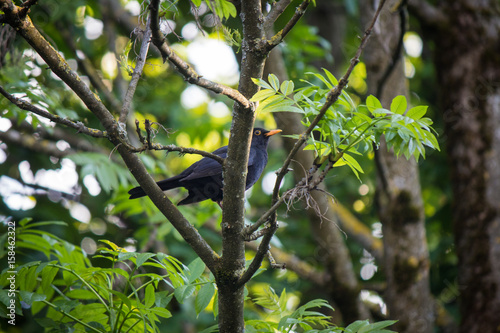 Vogel im Baum