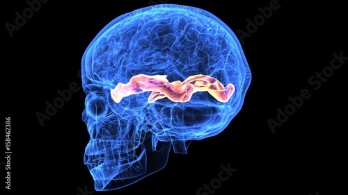 3d illustration of human body brain anatomy parts