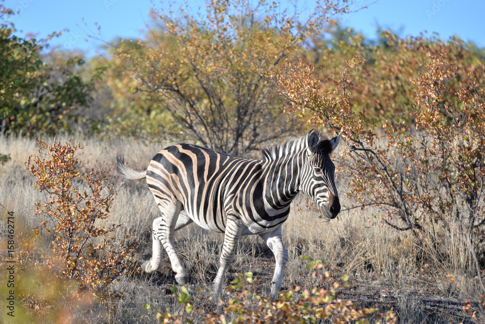 Fototapeta premium Zebra