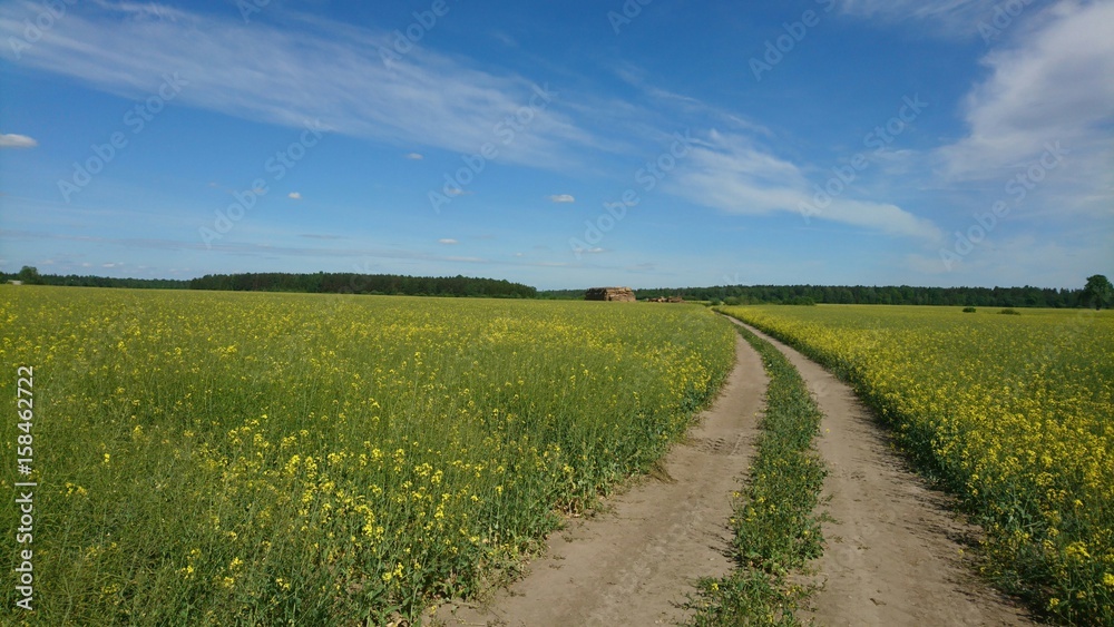 Path through green meadows with rapes to forest and blue sky in summer in Lithuania