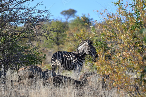 Zebra