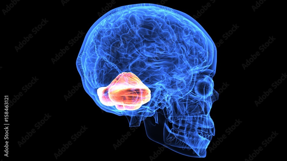 3d illustration of human body brain anatomy parts 3d illustration of human body brain anatomy parts