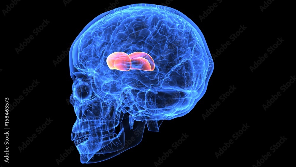 3d illustration of human body brain anatomy parts 3d illustration of human body brain anatomy parts