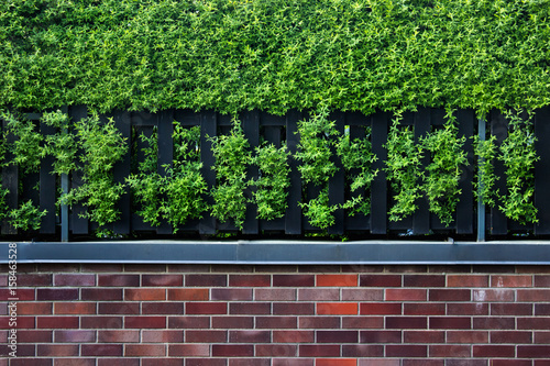 Dark orange brick wall with green bushy decorative plants coming through the fence holes. Gardening elements.