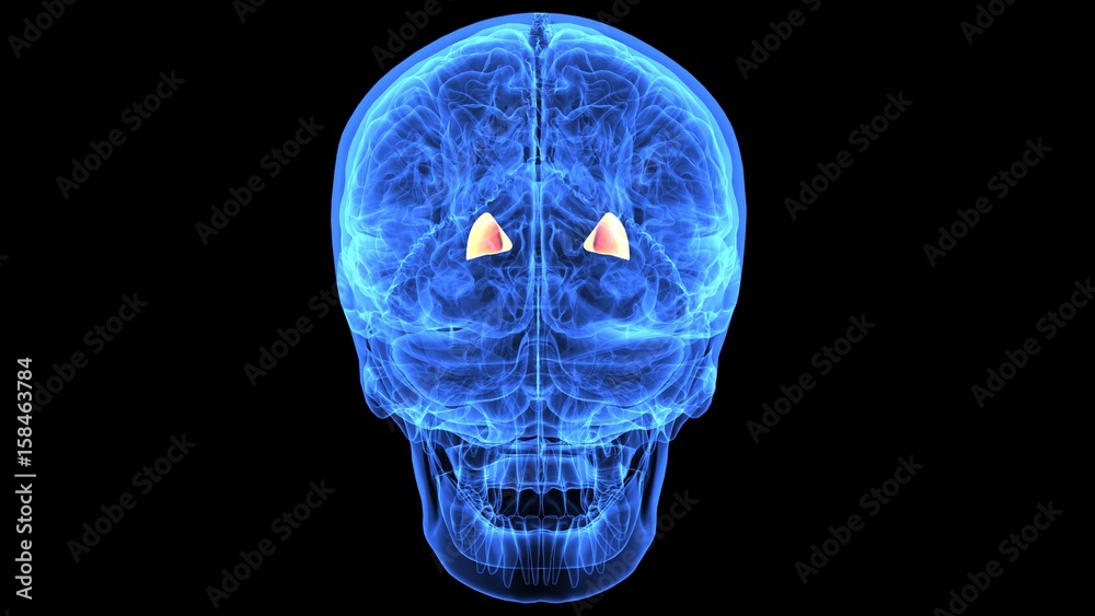 3d illustration of human body brain anatomy parts 3d illustration of human body brain anatomy parts