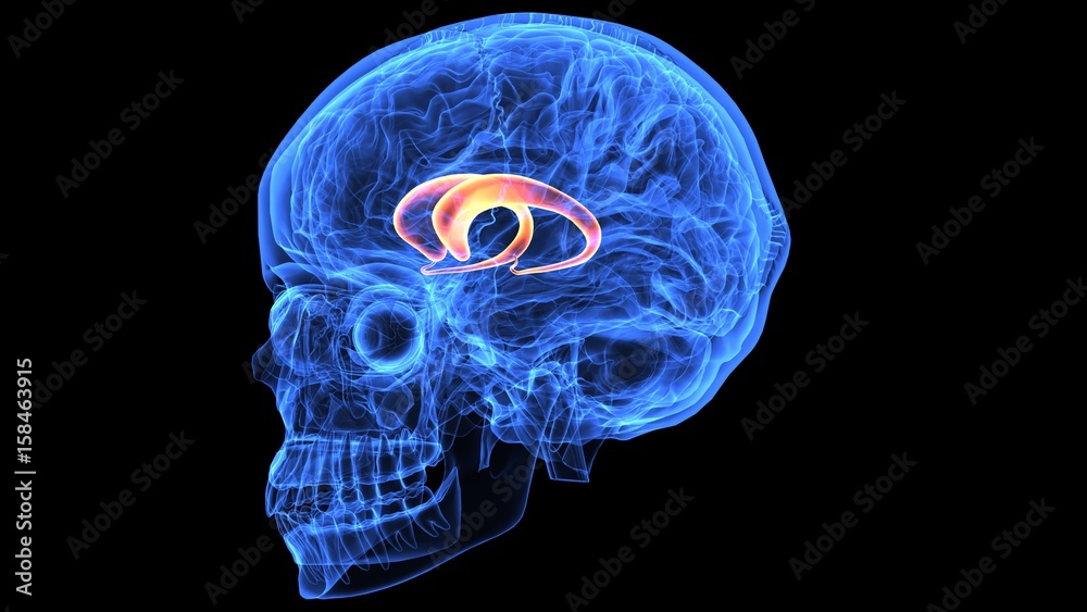 3d illustration of human body brain anatomy parts 3d illustration of human body brain anatomy parts
