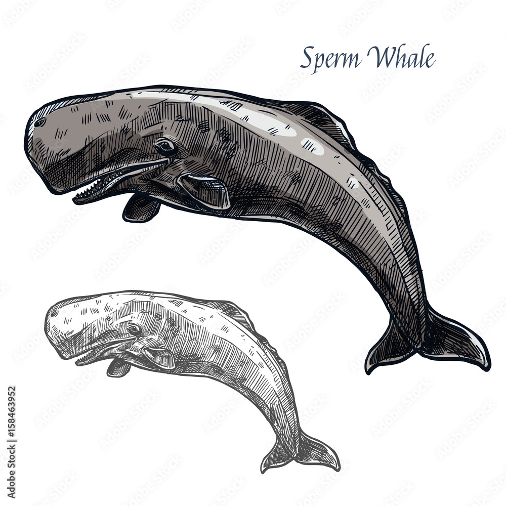 Naklejka premium Sperm whale vector isolated sketch icon