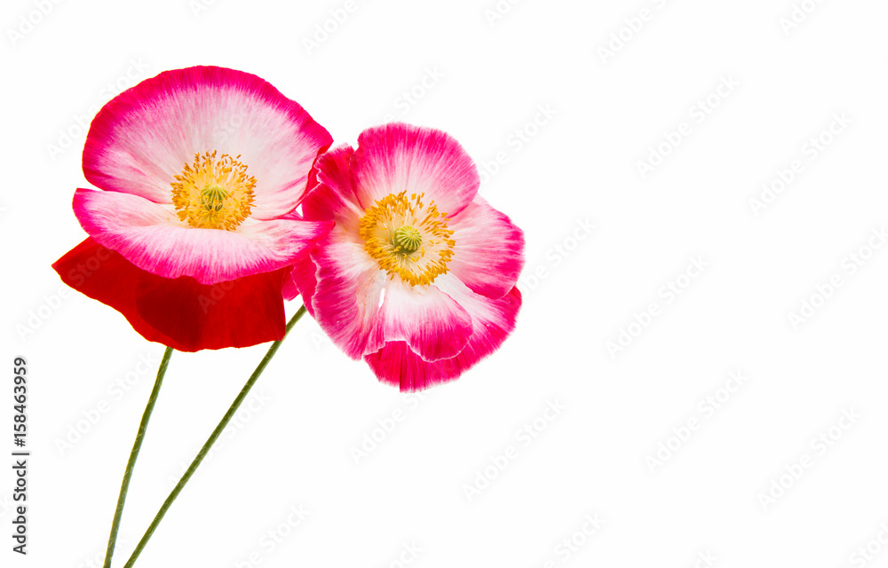 Beautiful poppy isolated Beautiful poppy isolated