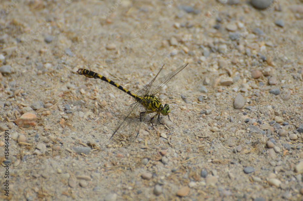 Onychogomphe à pinces (Onychogomphus forcipatus) Onychogomphe à pinces (Onychogomphus forcipatus)