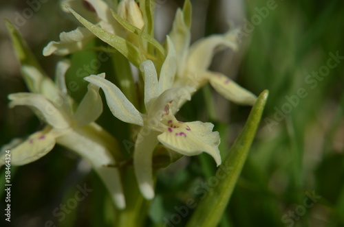 Orchis sureau  Dactylorhiza sambucina 