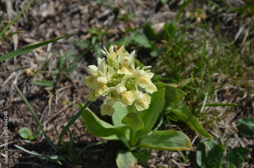 Orchis sureau  Dactylorhiza sambucina 