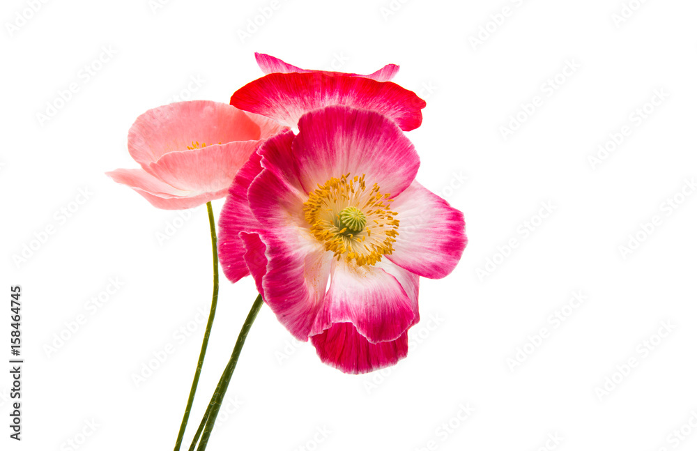 Fototapeta premium Beautiful poppy isolated