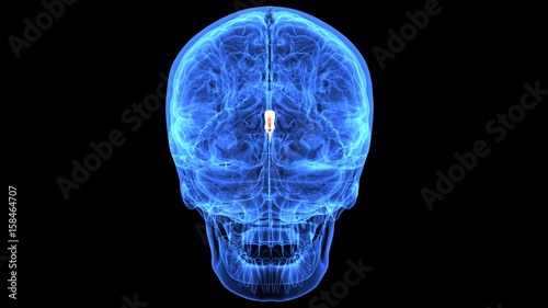 3d illustration of human body brain anatomy parts