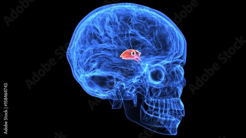 3d illustration of human body brain anatomy parts