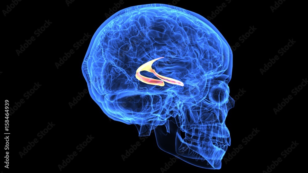 3d illustration of human body brain anatomy parts 3d illustration of human body brain anatomy parts