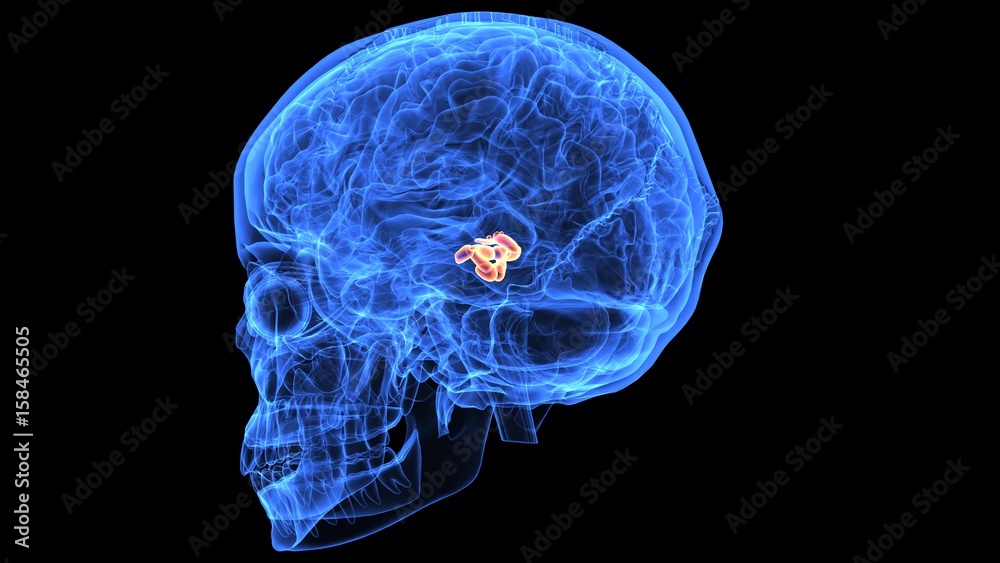 3d illustration of human body brain anatomy parts 3d illustration of human body brain anatomy parts