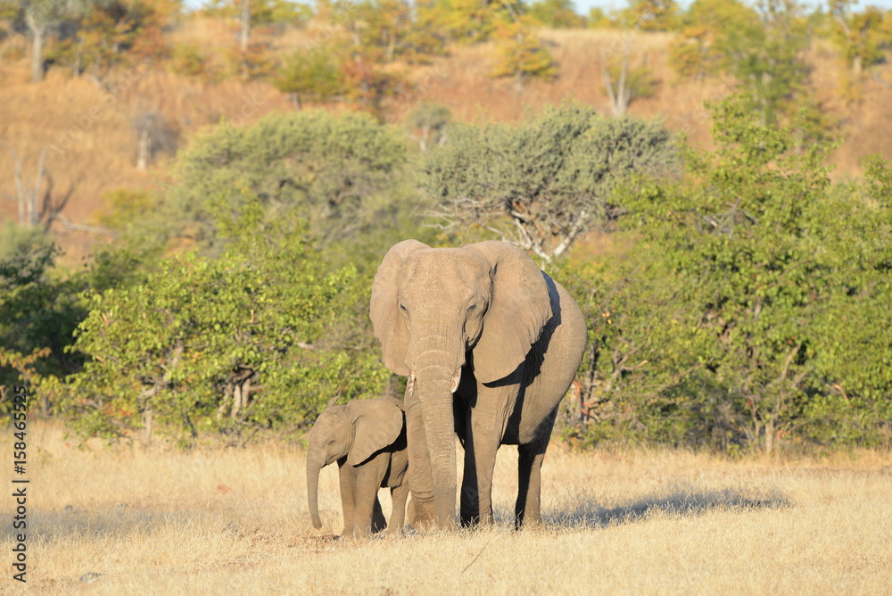 Fototapeta premium Elefant