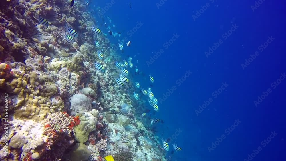 School of Butterfly fish on background Drop off reef of clear seabed underwater. Swimming in world of colorful beautiful seascape. Aquarium of wild nature. Abyssal relax diving. School of Butterfly fish on background Drop off reef of clear seabed underwater. Swimming in world of colorful beautiful seascape. Aquarium of wild nature. Abyssal relax diving.