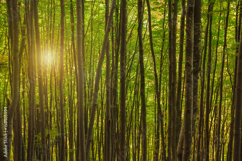 beautiful morning in a green foggy forest