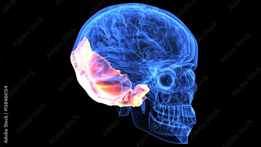 3d illustration human body brain and skeleton anatomy 3d illustration human body brain and skeleton anatomy