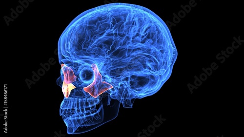3d illustration human body brain and skeleton anatomy parts
