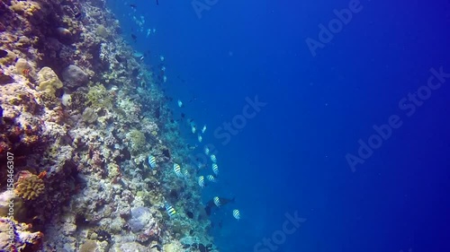 School of Butterfly fish on background Drop off reef of clear seabed underwater. Swimming in world of colorful beautiful seascape. Aquarium of wild nature. Abyssal relax diving.