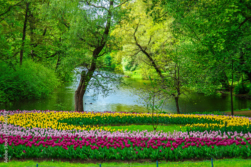 Fototapeta Naklejka Na Ścianę i Meble -  Amazing blooming tulips in the spring city park.